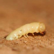 Ecofumigazioni dalmine (bg) Tarli dei mobili come eliminarli