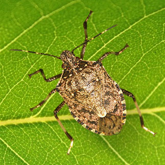 la cimice asiatica