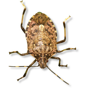 la cimice asiatica